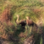 Thumbnail of post image 042